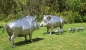 Preview: Pig garden sculpture stainless steel